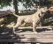 CANE CORSO prelepi štenci - Slika3
