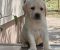 Stenci LABRADOR retrivera - Slika5 Stenci LABRADOR retrivera - Slika5