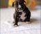 American pitbull terier - Slika1