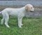 Lagotto Romagnolo štenci - Slika5