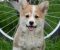 Velski korgi/Welsh Corgi Pembroke - Slika5 Velski korgi/Welsh Corgi Pembroke - Slika5