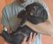 Cane Corso štenci - Slika3 Cane Corso štenci - Slika3