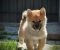 Shiba Inu prelepi štenci - Slika2
