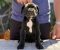 Crni Cane Corso štenci - rezervacije u toku - Slika5 Crni Cane Corso štenci - rezervacije u toku - Slika5