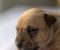 American pitbull terier - Slika5