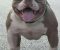American bully pocket lilac štenci - Slika3