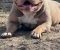 American bully pocket lilac štenci - Slika2