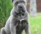 Cane Corso, štenci vrhunskog kvaliteta - Slika4 Cane Corso, štenci vrhunskog kvaliteta - Slika4