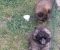 Chow Chow štenci - Slika6 Chow Chow štenci - Slika6