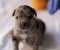 American pitbull terier - Slika6