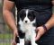 Border Collie Border Koli štenci - Slika6