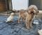 Lagotto Romagnolo štenci - Slika6 Lagotto Romagnolo štenci - Slika6
