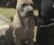 CANE CORSO prelepi štenci - Slika5
