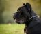 Cane Corso mužjak na prodaju - Slika5