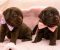 LABRADOR retriver, čokoladni štenci - Slika2 LABRADOR retriver, čokoladni štenci - Slika2