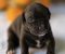 American pitbull terier - Slika3 American pitbull terier - Slika3