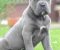 Cane Corso, štenci vrhunskog kvaliteta - Slika2 Cane Corso, štenci vrhunskog kvaliteta - Slika2