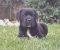 Cane Corso štenci - Slika2