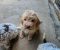 Lagotto Romagnolo štenci - Slika3