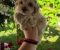 Savrseni maltipoo bebani spremni su za preuzimanje - Slika3