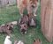 Chow Chow štenci - Slika3 Chow Chow štenci - Slika3