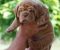 Stenci bordoske doge - Slika1 Stenci bordoske doge - Slika1