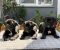 Crni Cane Corso štenci - rezervacije u toku - Slika1
