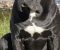 Crni Cane Corso štenci - rezervacije u toku - Slika6