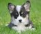 Velski korgi/Welsh Corgi Pembroke - Slika3 Velski korgi/Welsh Corgi Pembroke - Slika3