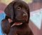 LABRADOR retriver, čokoladni štenci - Slika1