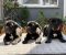 Crni Cane Corso štenci - rezervacije u toku - Slika2 Crni Cane Corso štenci - rezervacije u toku - Slika2