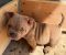 American bully exzotik-mikro štenci - Slika3