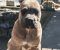 CANE CORSO prelepi štenci - Slika2