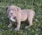 American bully pocket lilac štenci - Slika5