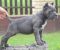 Cane Corso, štenci vrhunskog kvaliteta - Slika5