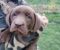 Čokoladni labrador - Slika4