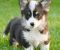 Velski korgi/Welsh Corgi Pembroke - Slika6