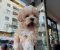 Mini maltipoo - Slika6