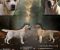 Stenci LABRADOR retrivera - Slika1 Stenci LABRADOR retrivera - Slika1