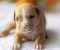 American pitbull terier - Slika4