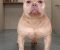 American Bully - Slika2 American Bully - Slika2