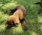 Čokoladni labrador - Slika1 Čokoladni labrador - Slika1