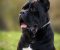 Cane Corso mužjak na prodaju - Slika4