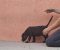 Cane Corso štenci - Slika6