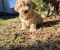 Mini maltipoo - Slika3 Mini maltipoo - Slika3