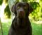 LABRADOR retriver, čokoladni štenci - Slika4 LABRADOR retriver, čokoladni štenci - Slika4
