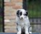 Border Collie Border Koli štenci - Slika5