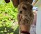 Savrseni maltipoo bebani spremni su za preuzimanje - Slika5 Savrseni maltipoo bebani spremni su za preuzimanje - Slika5