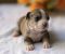 American pitbull terier - Slika2 American pitbull terier - Slika2