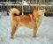 Shiba Inu prelepi štenci - Slika6 Shiba Inu prelepi štenci - Slika6